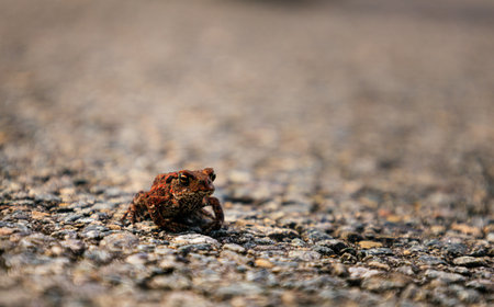 Closeup at Cute Little Frog Sitting on Groundの写真素材