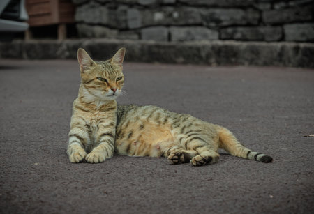 Portrait of Cute cat resting on groundの写真素材