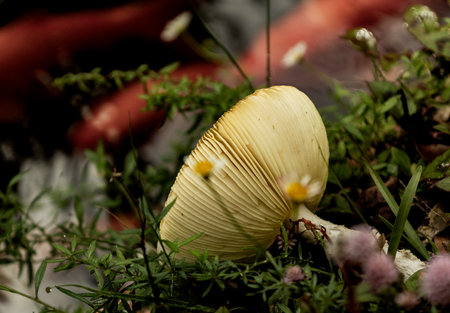 Beautiful mushroom in green grass on shore of lakeの写真素材