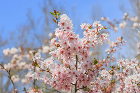 Close-up at Branch of sakura in blossom. Japanese garden in blossomの写真素材
