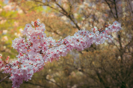 Close-up at Branch of sakura in blossom. Japanese garden in blossomの写真素材