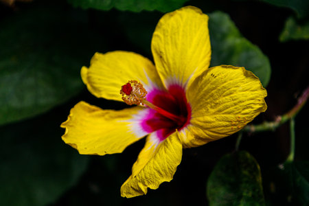 Beautiful yellow hibiscus flower close-up macro photoの写真素材
