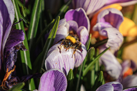 Closeup shot of a bumble bee pollinating purple crocus flowersの写真素材