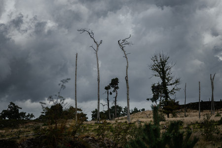 Creepy landscape with dead trees. Atmospheric spooky photoの写真素材