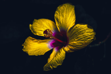 Beautiful yellow hibiscus flower close-up macro photoの写真素材