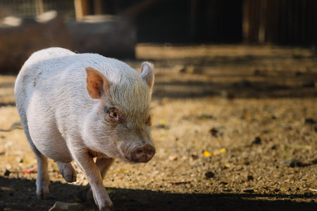 Cute little baby pig at organic farmの写真素材