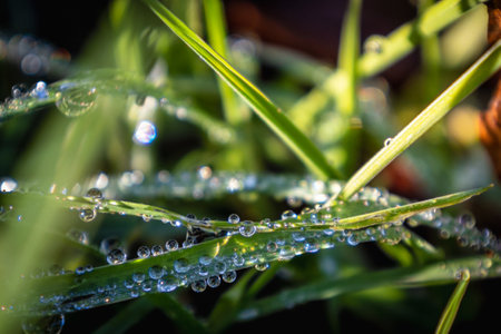Close up of fresh morning dew on spring grassの写真素材