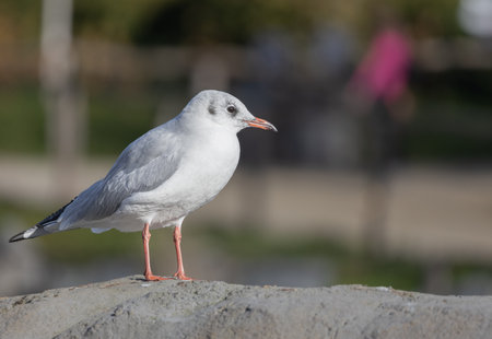 Cute seagull standing on the rock with blurred backgroundの写真素材