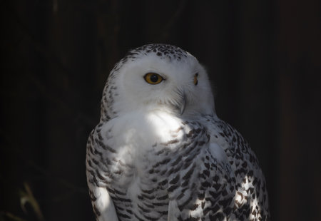 White owl sitting on a stump in the darkの写真素材