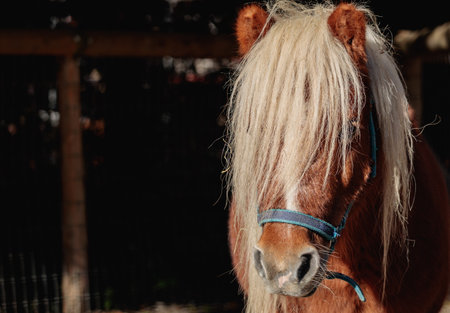 Cute little pony portrait with fluffy maneの写真素材