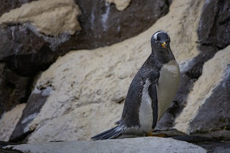 Cute penguin standing on the rock in cold weatherの写真素材