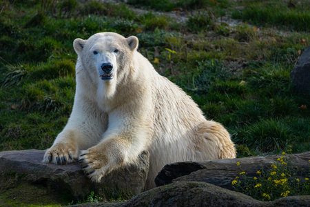 White bear on the rocks, Lying polar bear situated on a rockの写真素材