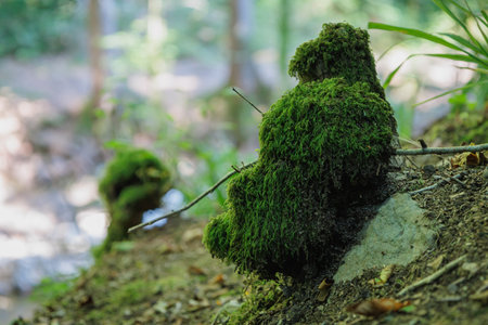 Beautiful Bright Green moss grown up cover the rough stones in forestの写真素材