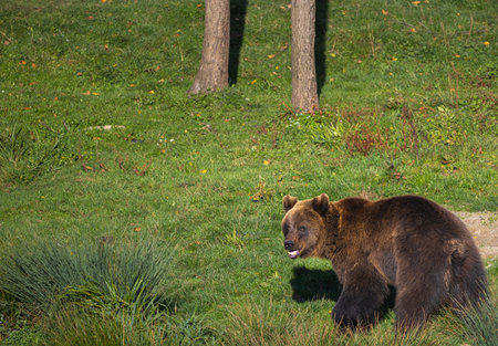 Young brown bear looking back in the meadow in the forestの写真素材
