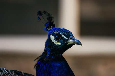 Beautiful portrait of male peacock on blurred backgroundの写真素材