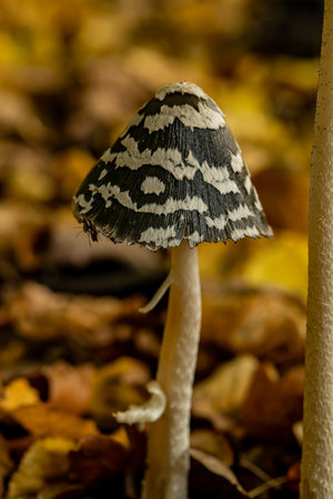 Close-up at Beautiful little mushroom in autumn forestの写真素材