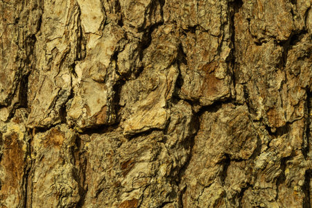 Pater wood. Wooden bark texture. Tree texture backgroundの写真素材