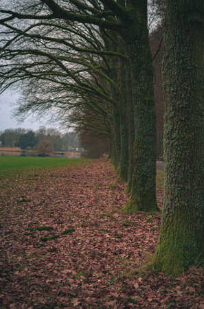 Rows of trees lining long empty park path in the autumn fallの写真素材