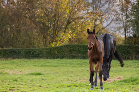 Mare and her beautiful foal. Horse with foal close-up.の写真素材