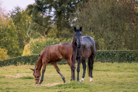 Mare and her beautiful foal. Horse with foal close-up.の写真素材