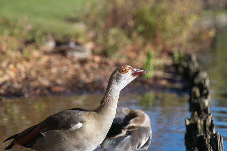 Portrait of Beautiful Egyptian goose standing in shallow waterの写真素材