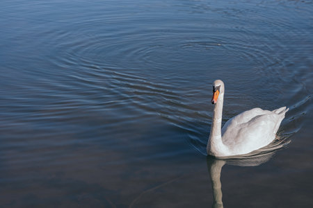 Portrait of a beautiful white swan swimming in the pondの写真素材