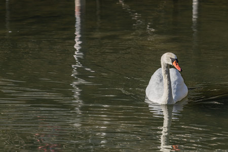 A white swan swimming in the pondの写真素材