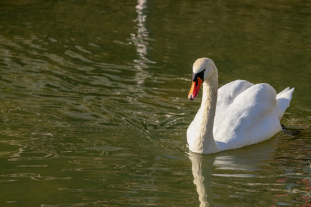 Portrait of a beautiful white swan swimming in the pondの写真素材