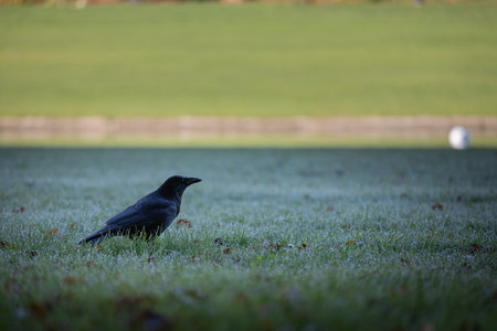 Black raven standing on a meadowの写真素材
