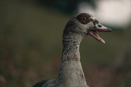 Portrait of Beautiful funny nile gooseの写真素材