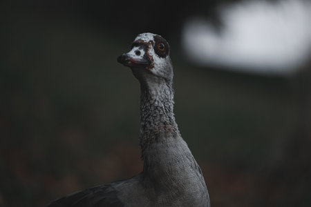 Portrait of Beautiful funny nile gooseの写真素材