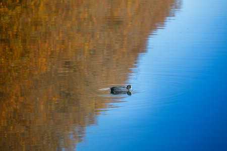 Beautiful funny Coot swimming in pondの写真素材