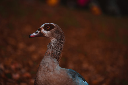 Portrait of Beautiful funny nile gooseの写真素材
