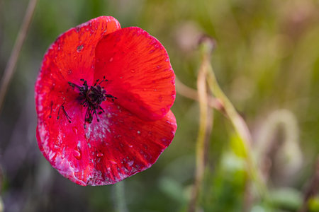Close up photo of beautiful red Poppy flowerの写真素材