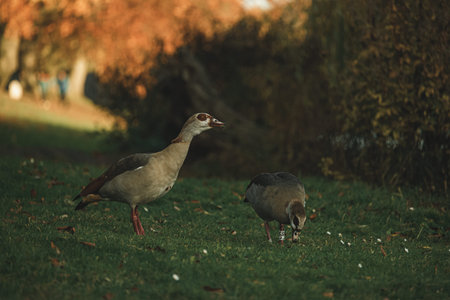 Family of Egyptian geese walking in park