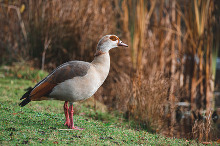 Portrait of Beautiful funny nile goose standing near lakeの写真素材