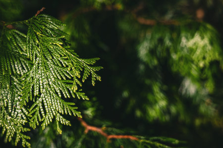 Close-up at green thuja plicata needles. Branch of Western Red Cedar