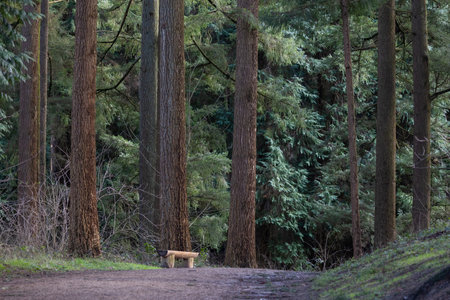 Wooden bench along footpath in forestの写真素材
