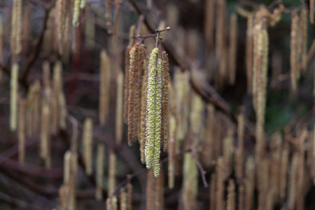 Close-up at Catkins with in autumn forest