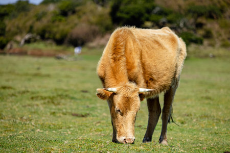 Brown cows grazing in a grass fieldの写真素材