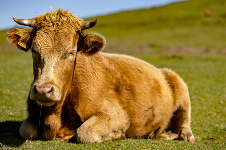 Lovely cow lying in the pastureの写真素材