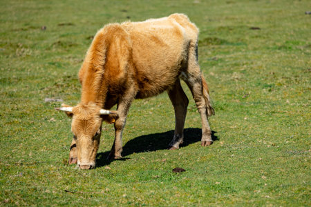 Brown cows grazing in a grass fieldの写真素材
