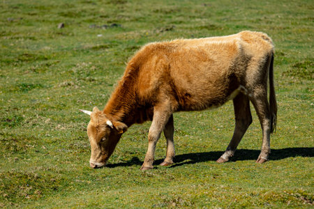 Brown cows grazing in a grass fieldの写真素材