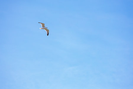 Seagull flying on clear blue skyの写真素材