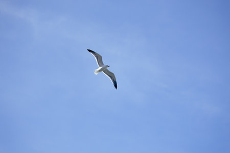 Seagull flying on clear blue skyの写真素材