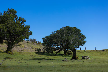 Group of tourists walking near Lonely tree on the hiking pathの写真素材