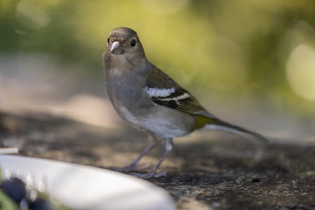 Common chaffinch Fringilla coelebs sitting on a stoneの写真素材