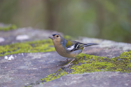 Common chaffinch Fringilla coelebs in natural environmentの写真素材