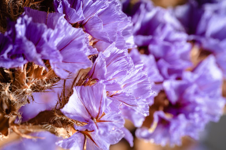 Vibrant Fragility: a Close-up of Natures Beautyの写真素材