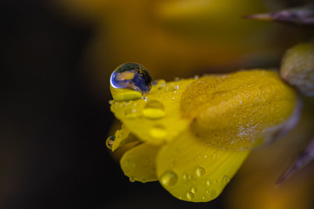 Close-up at water drop on yellow flowerの写真素材